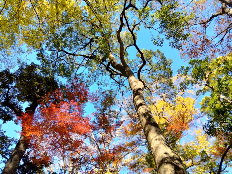 紅葉の空（根津美術館庭園）
