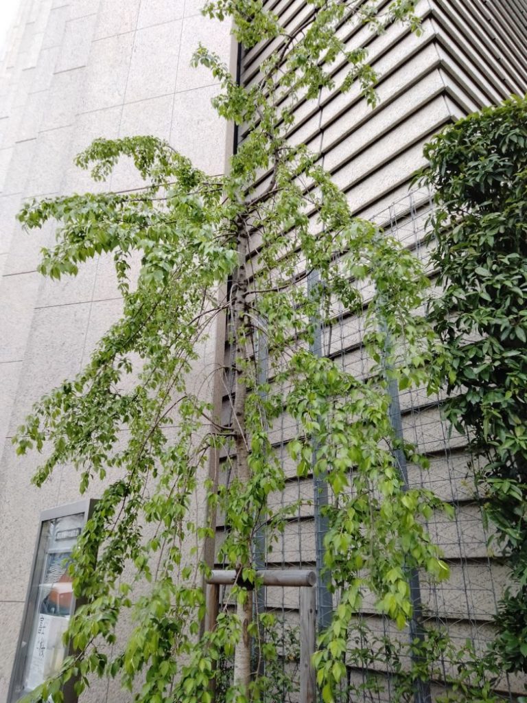 太閤千代しだれ＠山種美術館